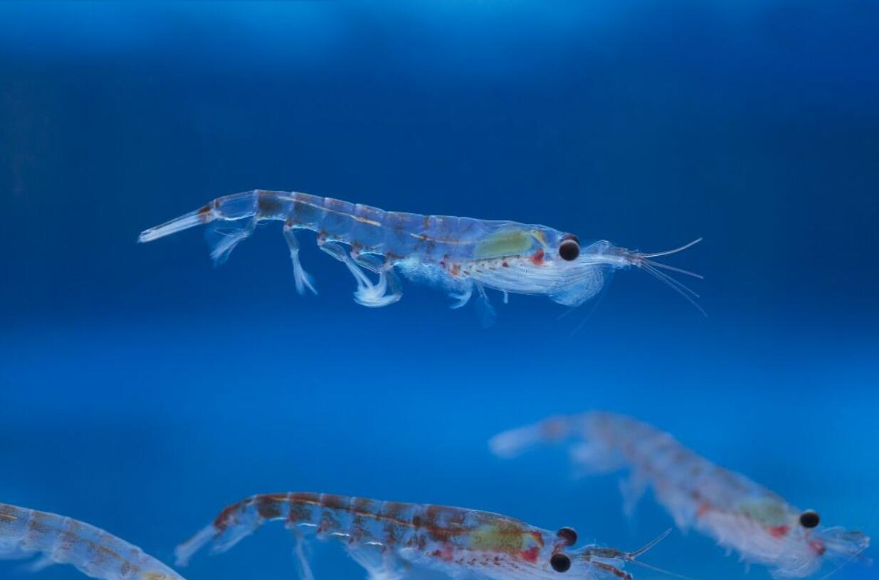 南极 南极发现“人类食品库”！估计有5亿吨，为何不需要担心被吃光