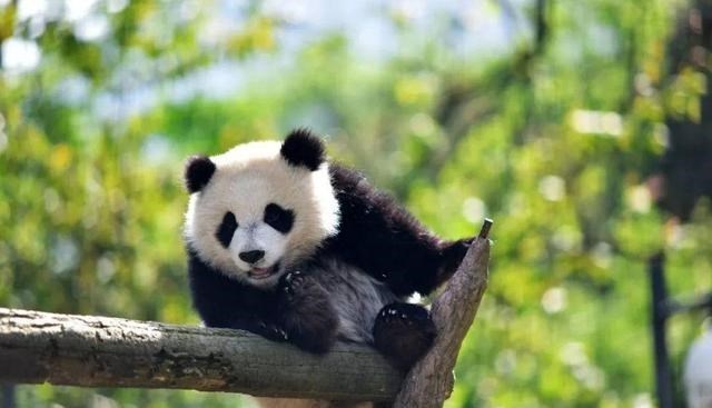人类近亲不能繁殖,为什么却让狗“回交”,这不违反伦理道德吗