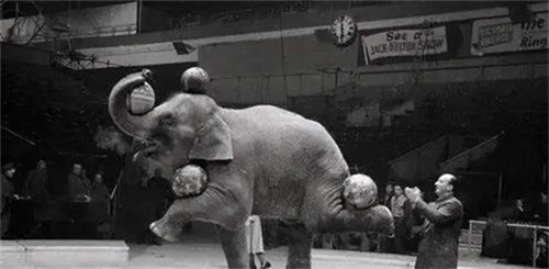 百年前美國一頭大象被判死刑，被起重機吊死，它到底做錯瞭什麼？-圖2
