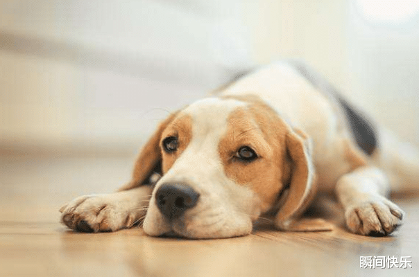 高校|8月11-8月19日,“好孕”难挡,3生肖生意兴隆,美梦成真