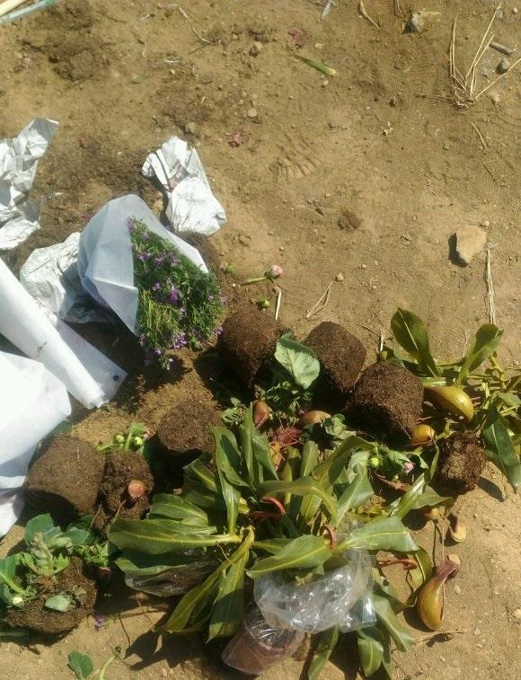 向阳园艺|家门口就是花卉市场，花盆，花土不用买，家里的花都是捡的