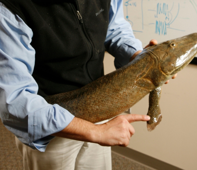 科学家|4亿年前的鱼类被发现，科学家研究后惊讶：人类可能是由鱼进化的