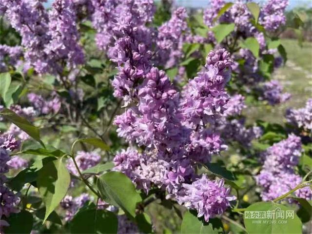 哈尔滨新闻网 这些丁香新品正在怒放，未来冰城丁香家族将有新成员加入
