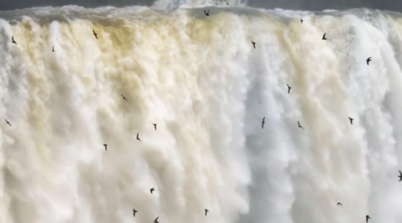 海豹 豆瓣评分9.7！这部自然纪录片的神作，早该让孩子看看了