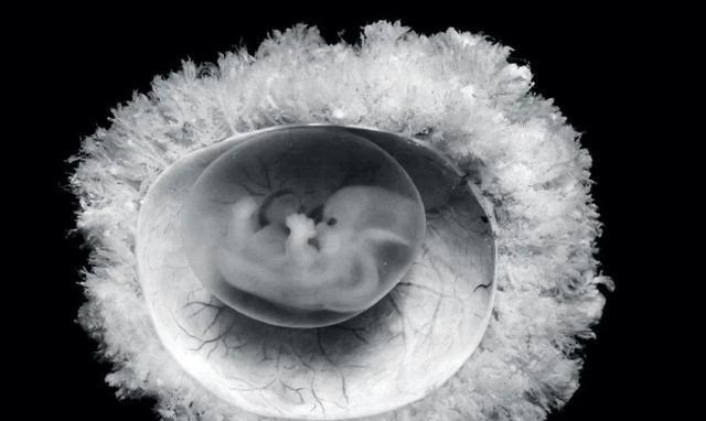  当人类精子与卵子成功结合，它们会释放“锌焰火”庆祝