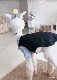 小叶娱记 “卫生间遇到狠人了，请问大哥是在练金肛吗？”