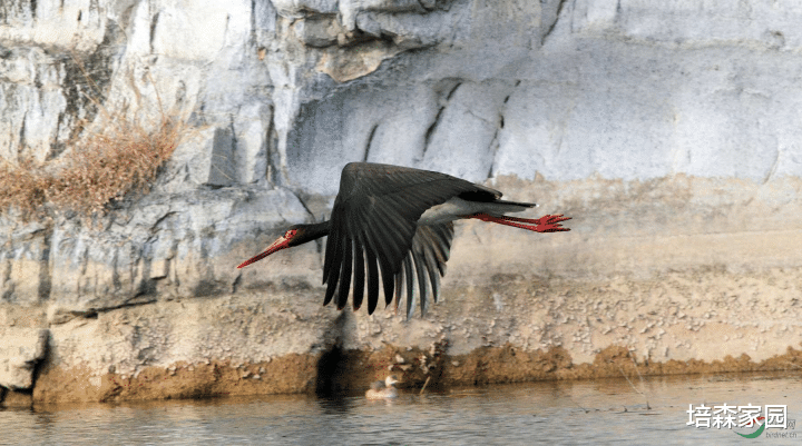 NASA 在阳光下，黑鹳羽毛竟然还会变色？