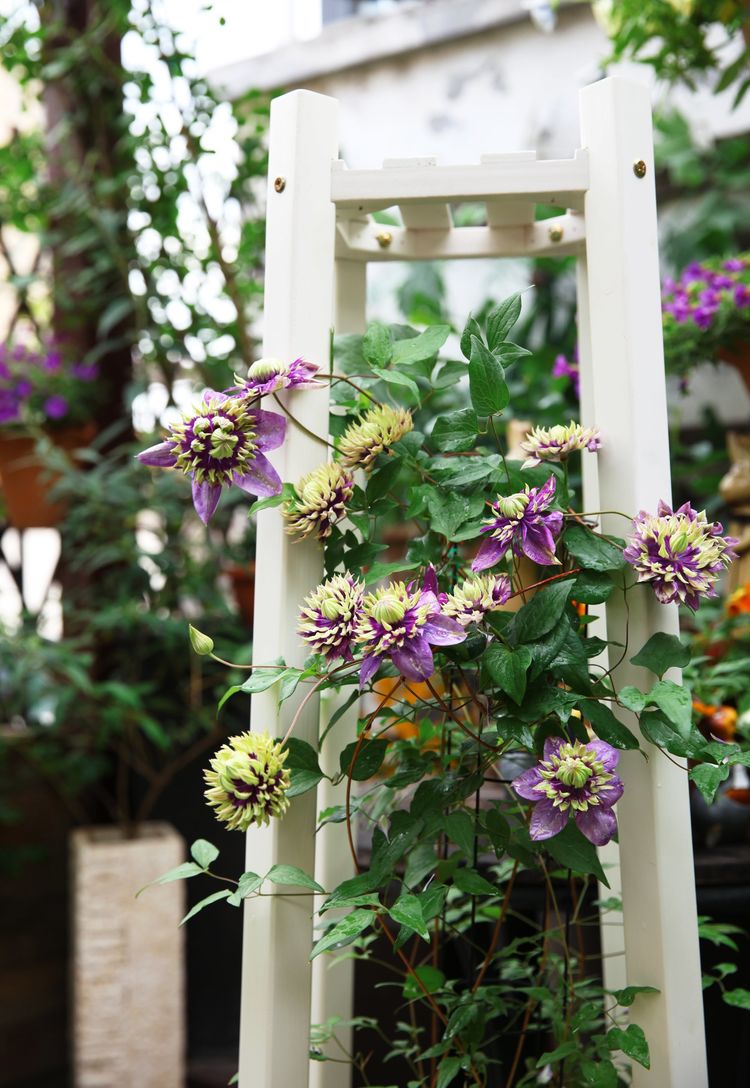 古镇 我的54㎡露台花园,一个可在花丛中漫步的地方,舒适宜人美不胜收