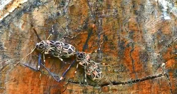 成哥看社会|5种巨大天牛昆虫，科学家还没发现的巨大幼虫，世界最大的伪蟑螂