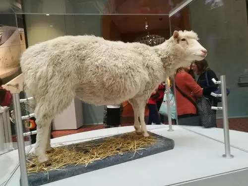 科学家 为什么现在不克隆人？看看克隆羊“多莉”的一生，或许就会明白