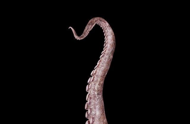 章鱼 章鱼明明还未爬到食物链顶端，智力却已高得令人类无法理解？