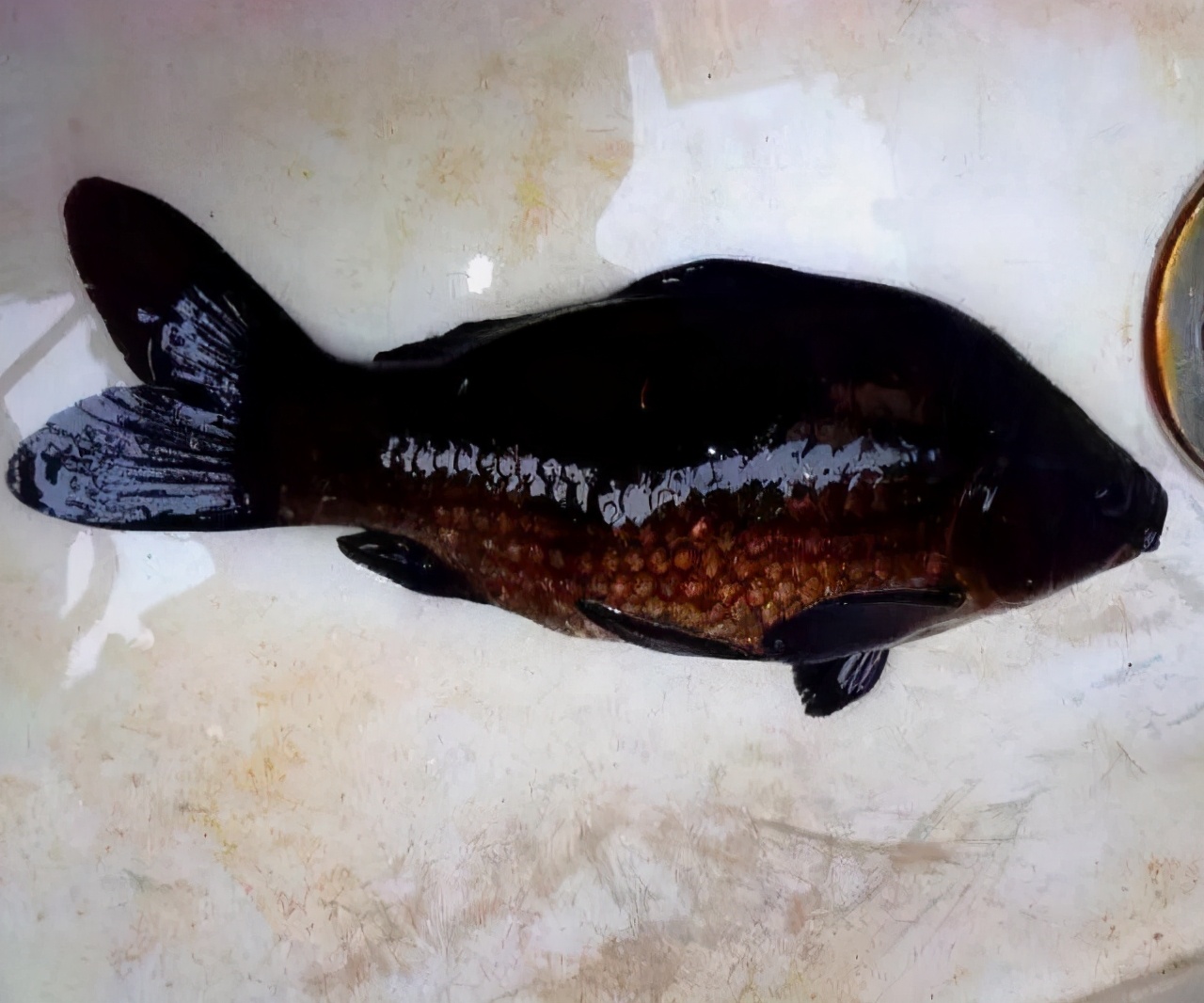 珠江|珠江一男子钓获黑鲫鱼，全身漆黑如墨，老大爷：赶紧放了