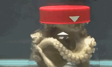 胡狼 如果人类灭绝了，你觉得下一个统治地球的，是哪个物种？