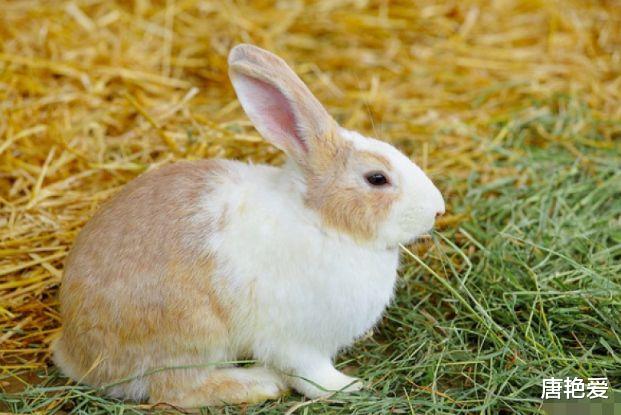 属兔|“惹不起”的属兔人，六月大喜不请自来，自己偷着乐吧