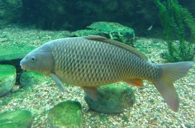 饵料|夏末野钓要找这种树、天然重窝鱼儿多， 需大钩粗线伺候