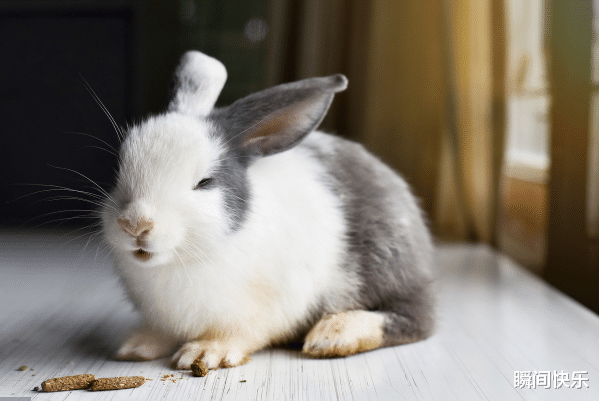 瞬间快乐|大金兔,7月下旬不再被压制,赢得先机,闯出名堂,事业大放异彩