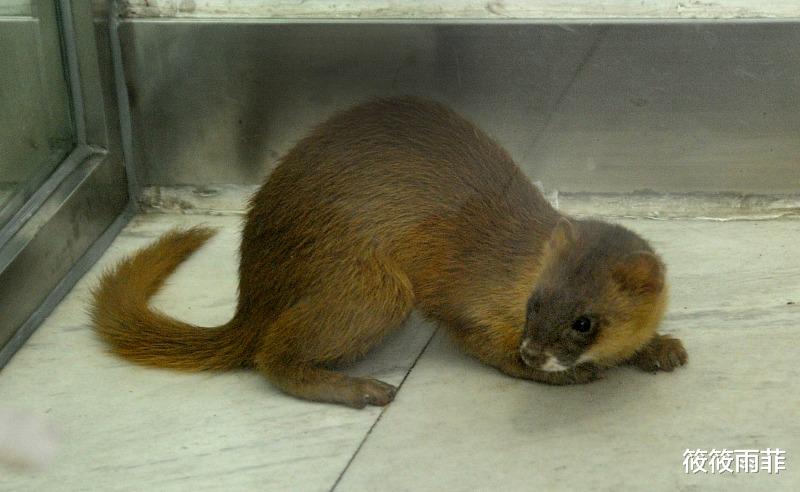 黄鼠狼 刺猬刚出生身上的刺是不是硬的？会扎疼刺猬妈妈吗？我来告诉你
