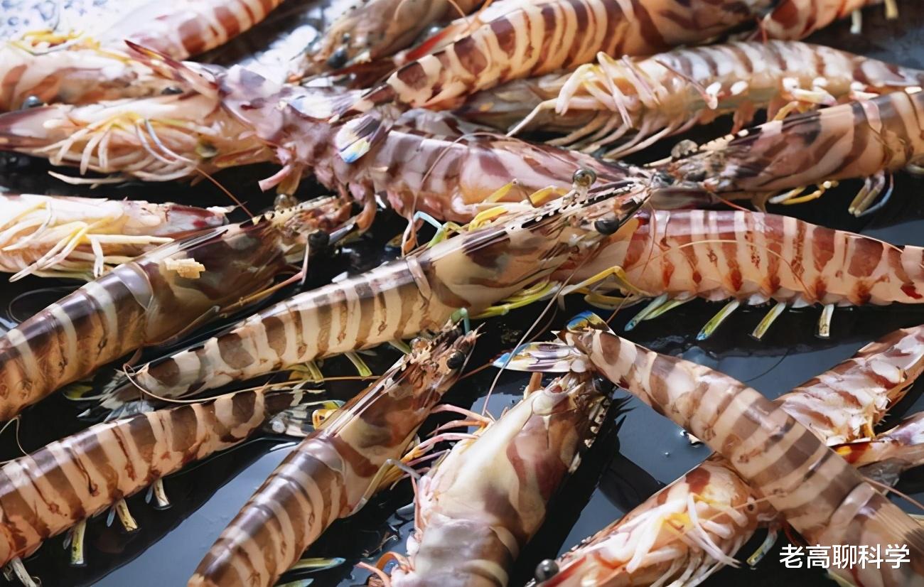 老高聊科学 为什么黑虎虾入侵美国红叶林，胖得和人胳膊一样粗，我国却不够吃