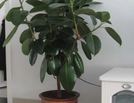 甲醛|家居中最适合摆绿植的几个方位