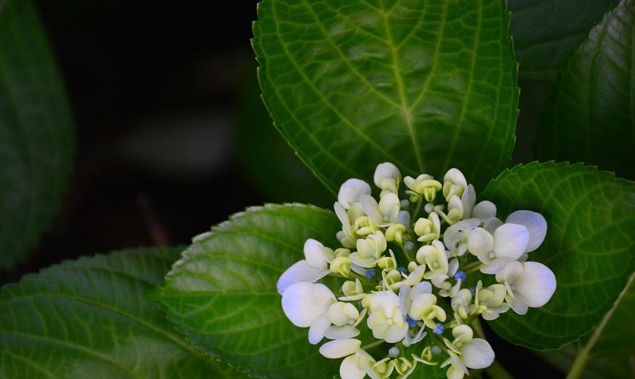 十二星座|5.31-6.6十二星座事业运，处女座工作进展顺利，双鱼座能大展拳脚