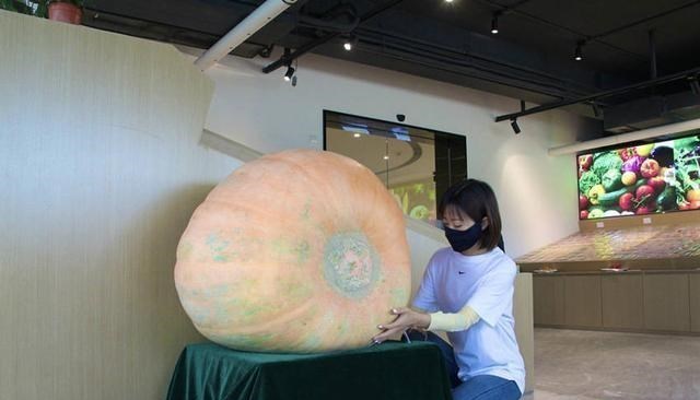 奶豆说育儿|200斤！四川成都种出巨无霸南瓜 亩产6万公斤，不能吃，经济价值高