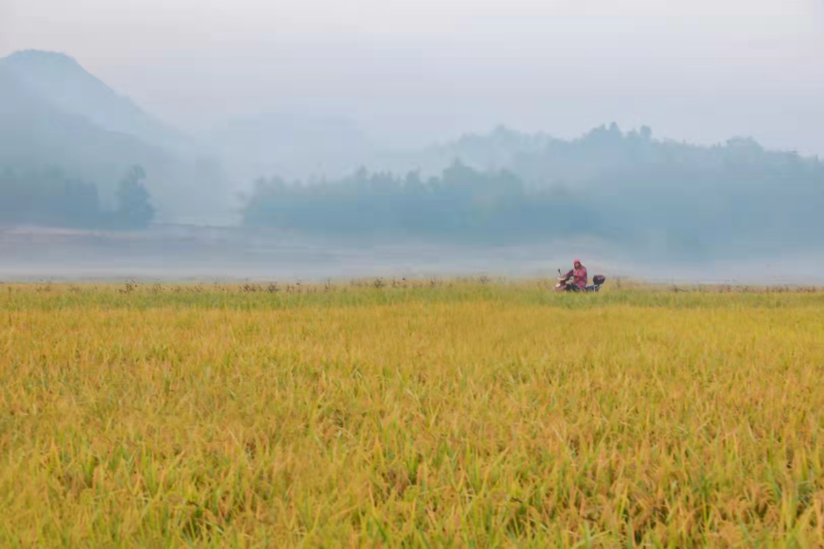 丹霞地貌|秋景“归位”！你想象里的秋色，缙云都有