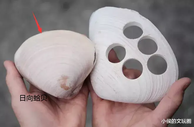 贝壳|这玩意厚度不到1CM，竟然要30多万，是什么宝？