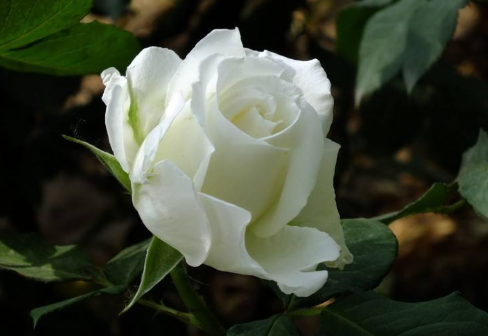 易经风水姓名学|周易著名改名大师谈, 姓名对人生到底有没有影响