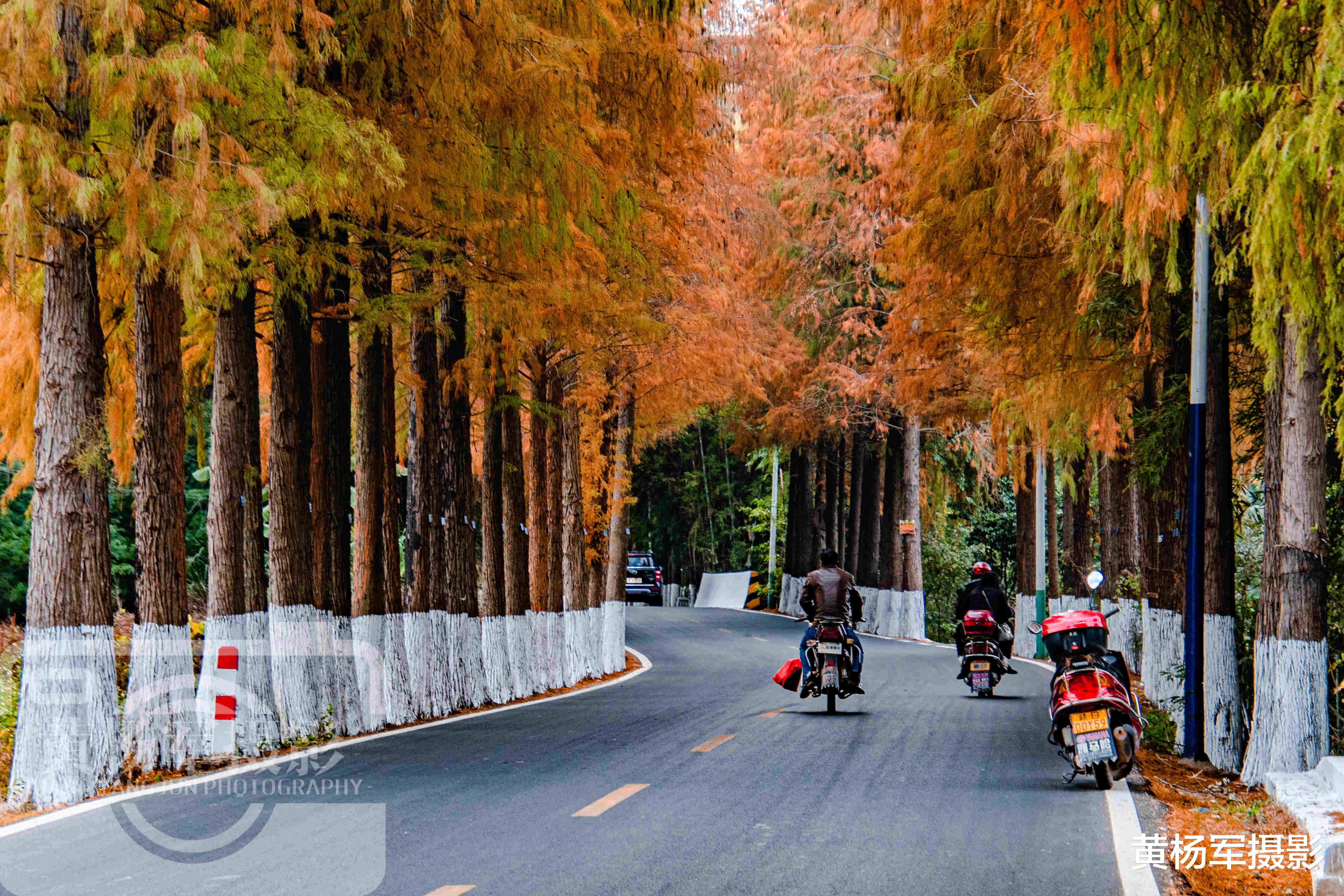 雾凇|中国最适合旅居的生态小城，森林覆盖率达77.34%，落羽杉林景醉人