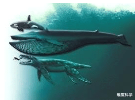 科学家 谁能捕猎体长30米，体重1.5万吨的蓝鲸？只有这种生物能做到