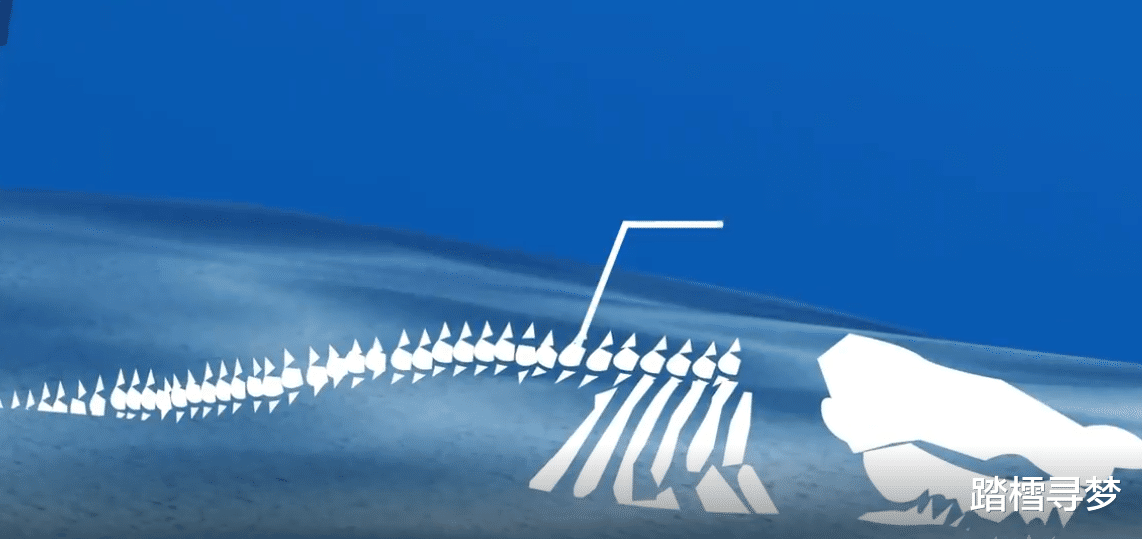 鲨鱼 巨齿鲨比我们想象的大两倍