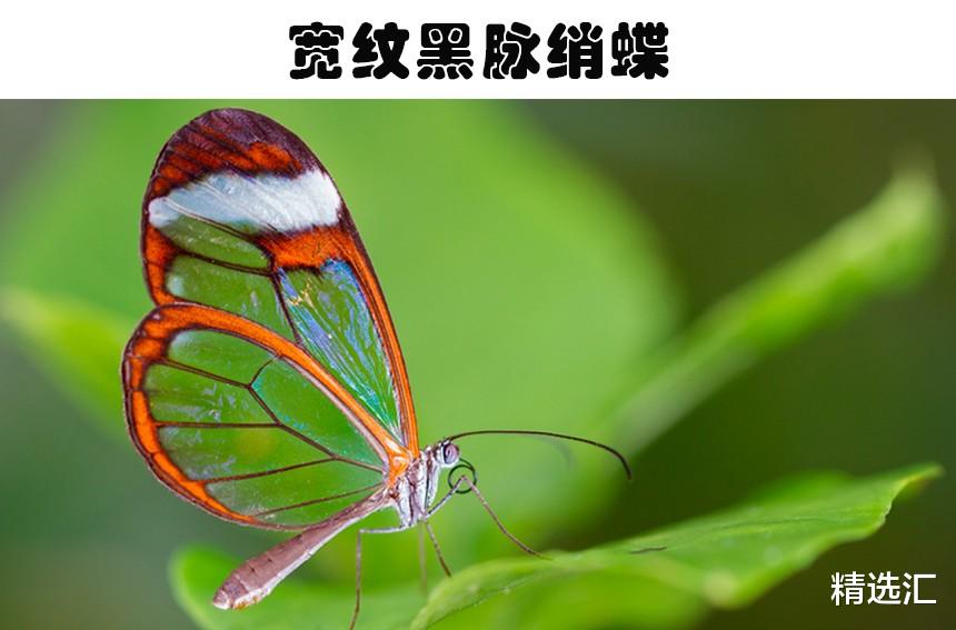 蝴蝶 自然界的奇迹：地球上存在的9个奇妙的透明动物
