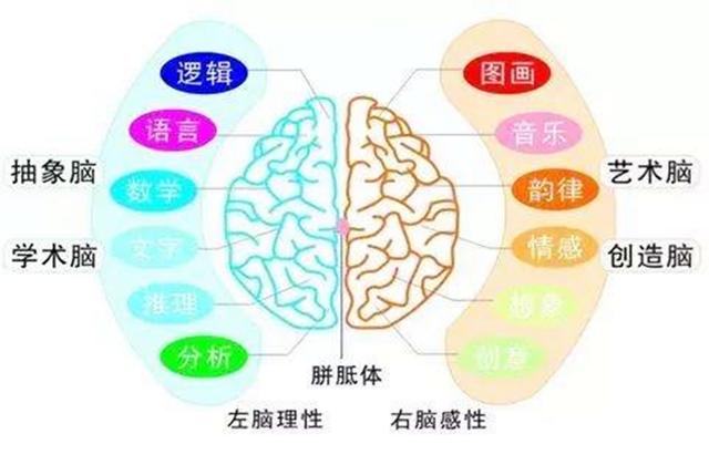 贝贝豆育儿课堂|左撇子是天生的高智商？解析左撇子的产生过程，背后秘密一次讲清