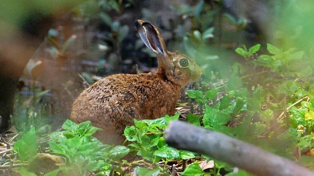 澳大利亚野兔泛滥成灾,人兔战争持续150年,100亿只野兔真吃不完
