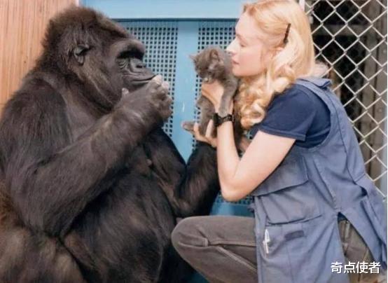 科学家 大猩猩要变成人了？爱撸猫、会1000多种手语，智商无限接近人类