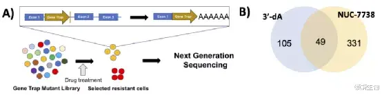  冬虫夏草能抗癌？最新研究来了！已开始临床实验