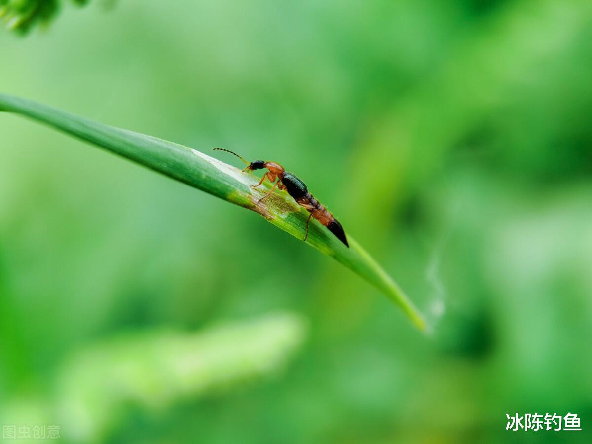 饵料|夏季钓鱼要注意，这2种小昆虫对人有致命威胁，钓鱼人常遇到