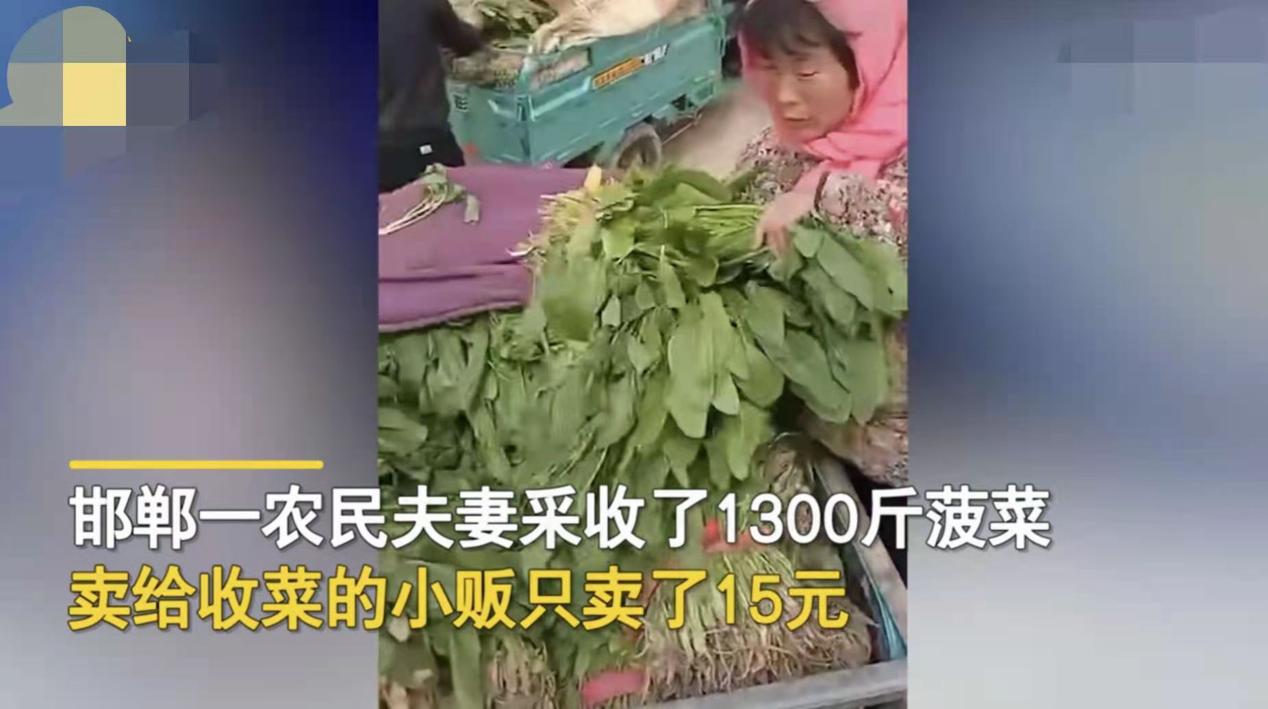 四季兰馨 河北邯郸1300斤菠菜卖15元，打了谁的脸？
