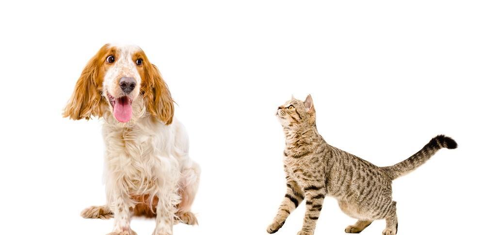 为什么犬科干不过猫科,从体型、体能及身体结构上看,会一目了然