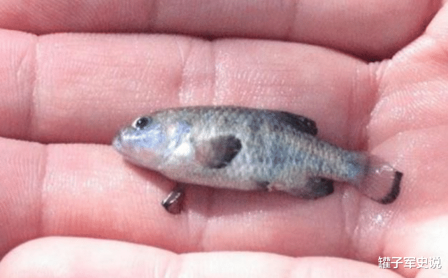 科学家 它们比熊猫还要珍贵,世界仅存38条,曾差点被几个醉汉灭绝