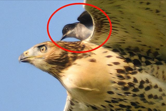 月球 老鹰最害怕的天敌,号称鸟中平头哥,只有麻雀大小如何制服老鹰?