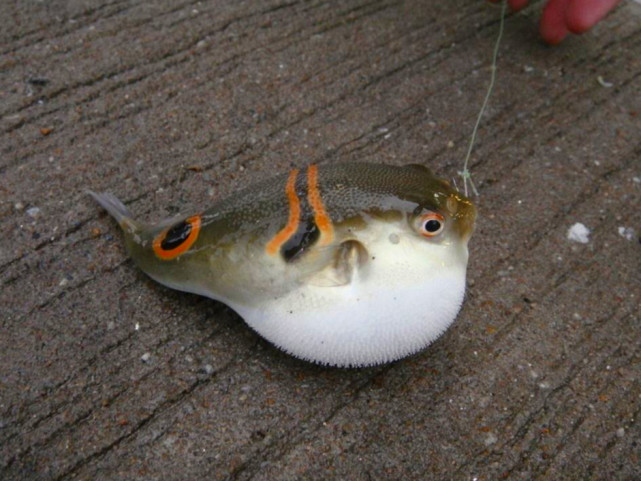 大板|长江禁渔已初见成效,钓鱼人频繁钓到它,却无人敢吃