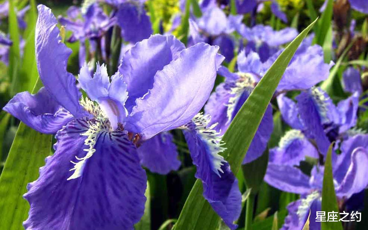 星座之约|8月12日星座运势：金牛座积极主动，射手座贵人相助