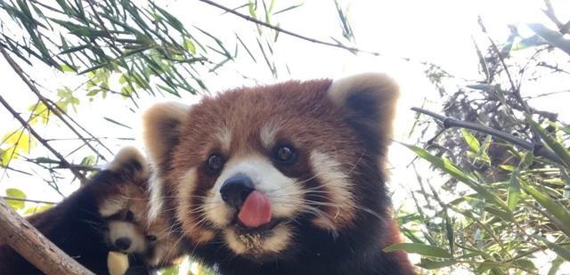 大成讲娱乐 动物园做得好的寥寥无几，红山的好不是吹出来的，是做出来的