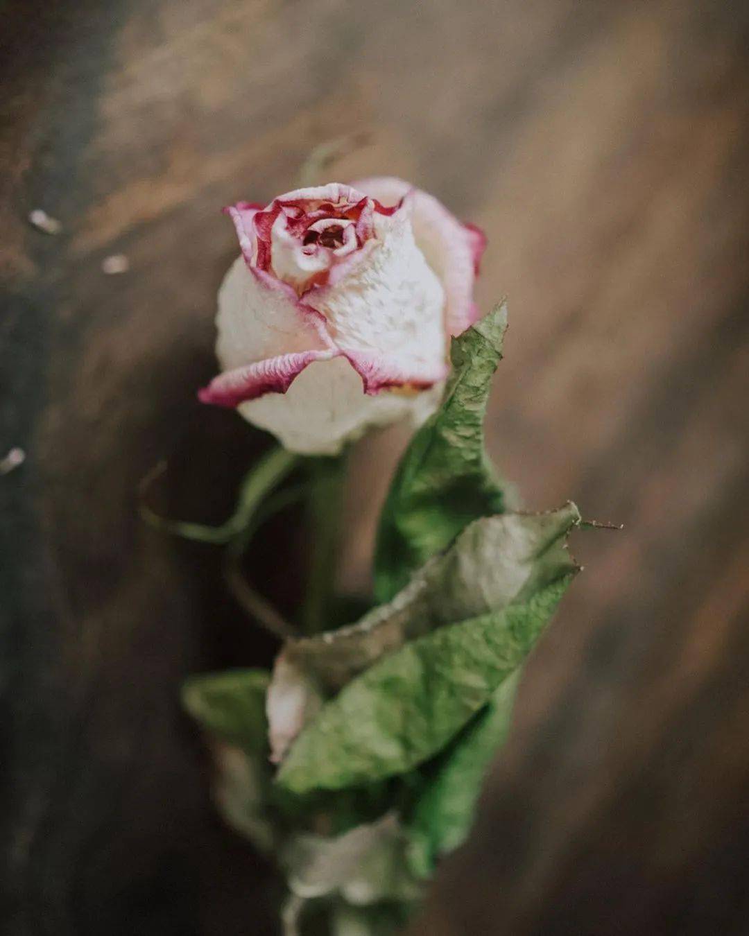 精致女人导师晓聪|最有情调的生活，可以这样过~