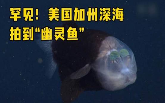 外星鱼现身美国西海岸,样子长得很另类,美国研究者:第一次见