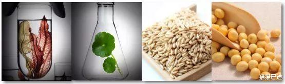 衬衫 变美活教材!石原里美分享十年变美之路,上演现实版丑小鸭变天鹅