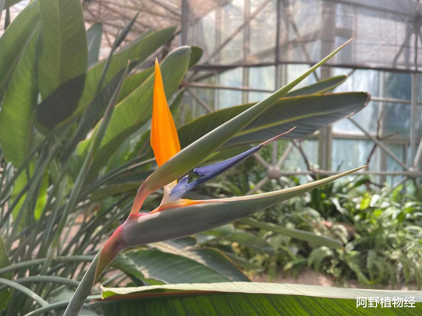 |家居养鹤望兰，除了要有大空间，种植还得注意“5大事项”才开花