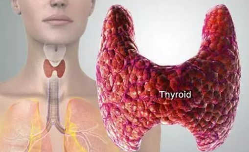 熊猫医学社|25岁女孩患甲状腺结节,医生:煮粥常放“它”,铁打的甲状腺也扛不住