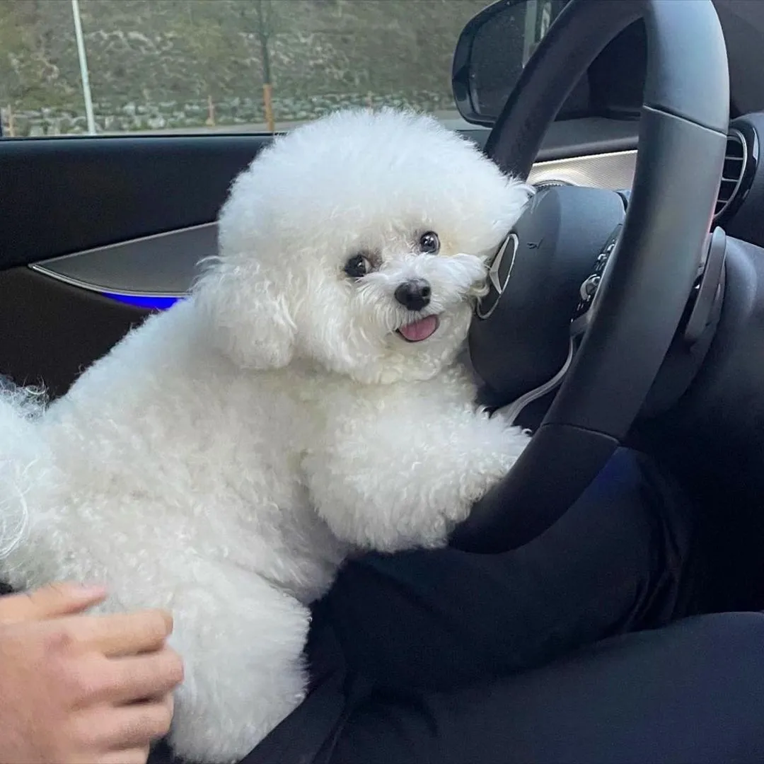 InsDaily 韩国快乐小奶狗爆红网络!看完心都快萌化了!